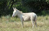 asinara esel